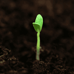 A green sprout raising from damp ground